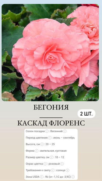 Бегония клубни многолетних цветов купить на OZON по низкой цене ...