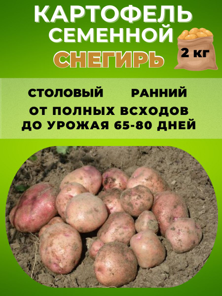 Картофель Magic Garden Картофель семенной ,клубни на посадку - купить ...