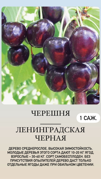 Овстуженка описание сорта фото отзывы опылители Черешня Черешня_ЛенинградскаяЧерная - купить по выгодным ценам в интернет-магази