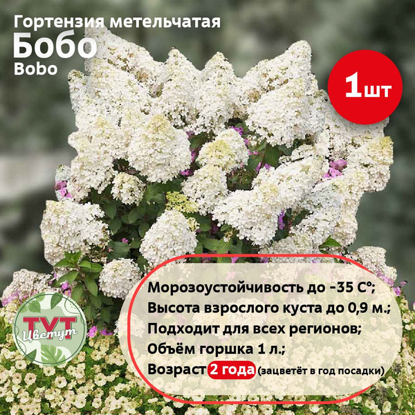 Гортензия метельчатая БоБо (Bobo) в горшке 1 л., 1 шт. - купить с ...