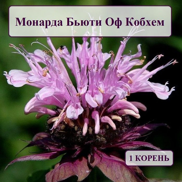 Луковицы Монарда COLORLINE купить по выгодной цене в интернет-магазине ...