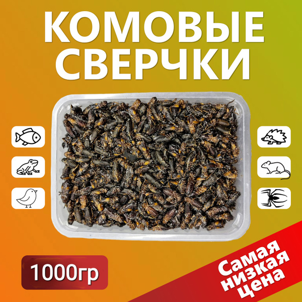 Кормовые насекомые, сверчки для рептилий 1000гр - купить с доставкой по ...