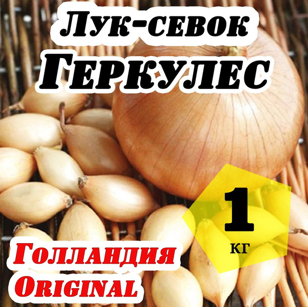 Лук, Лук севок Лук севок Геркулес Голландия - купить по выгодным ценам ...