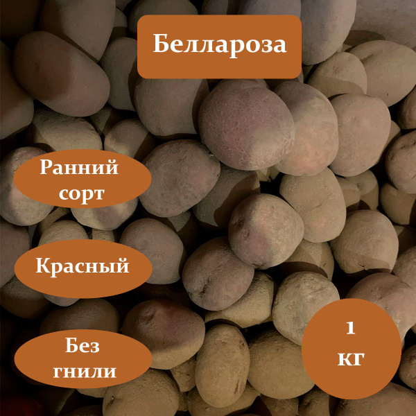 Картофель семенной посадочный Беллароза раннеспелый 1 кг клубни для ...