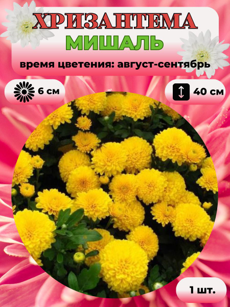 Хризантемы многолетние Magic Garden Хризантема саженец 1 шт. - купить ...