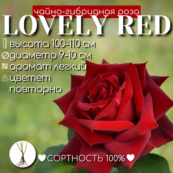 Саженец розы Лавли ред - купить с доставкой по выгодным ценам в ...