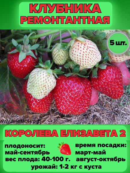 Клубника Magic Garden Клубника ремонтантная Королева Елизавета 2 ...