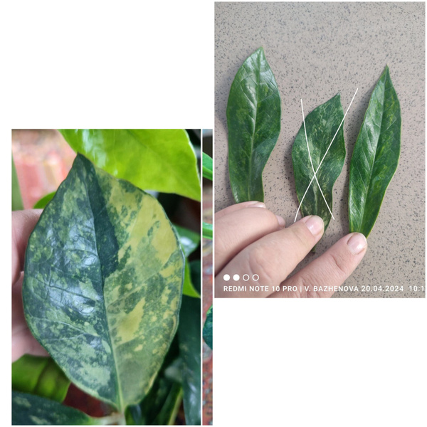 Кротон зеленый, желтый - купить по выгодной цене в интернет-магазине ...