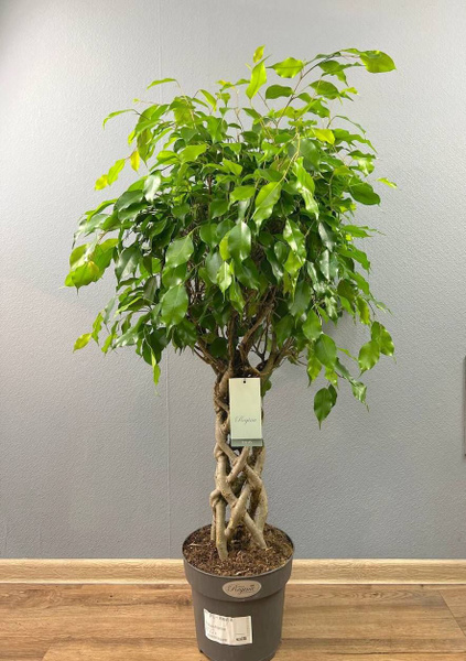 Комнатные растения SUNFLOR Комнатное растение Фикус бенджамина Экзотика ...