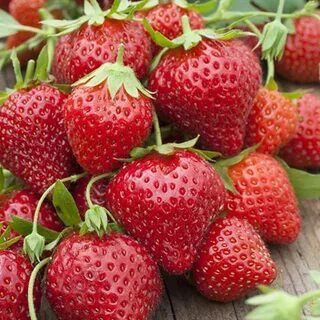 Земляника садовая Мара Де Буа - купить с доставкой по выгодным ценам в ...