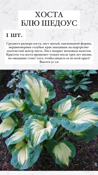 Хосты Хосточкааа - купить по выгодным ценам в интернет-магазине OZON ...