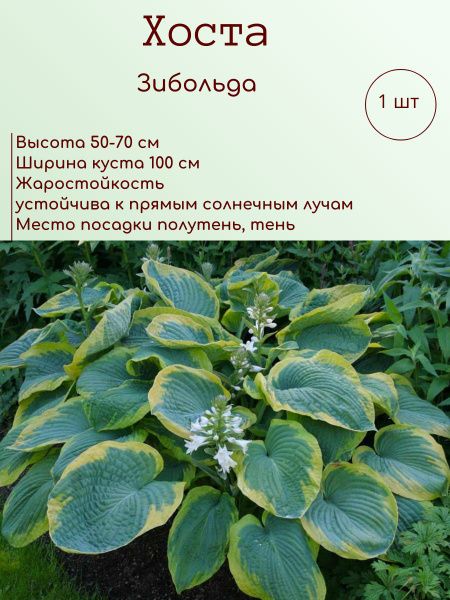 Хосты Хоста1шт_Зибольда - купить по выгодным ценам в интернет-магазине ...