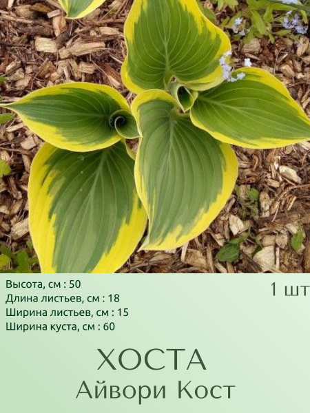 Хосты Хоста1шт_Айвори Кост - купить по выгодным ценам в интернет ...
