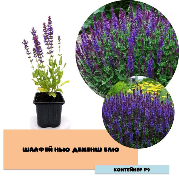 Шалфей New Dimension Blue - купить с доставкой по выгодным ценам в ...
