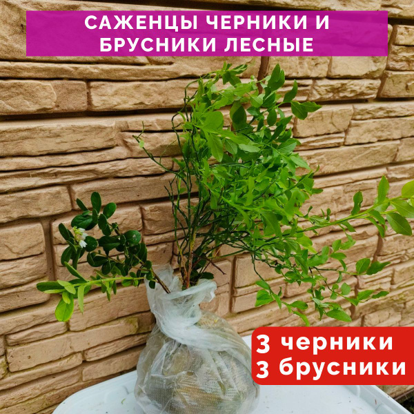 Саженцы черники и саженцы брусники лесные 3+3 - купить с доставкой по ...