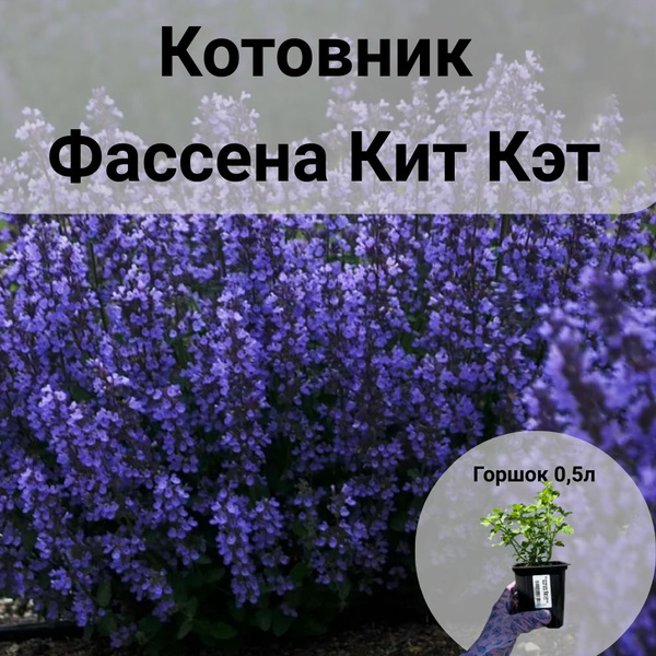 Котовник Фассена Кит Кэт - купить с доставкой по выгодным ценам в ...
