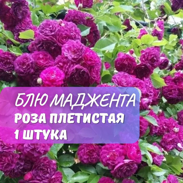 Роза плетистая Блю Маджента / саженец розы - купить с доставкой по ...