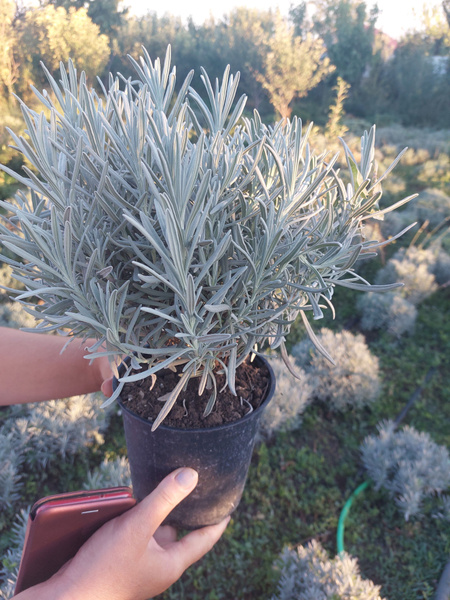 Лаванда Узколистая, Широколистая, Сиреневый, ЗКС - купить с доставкой ...