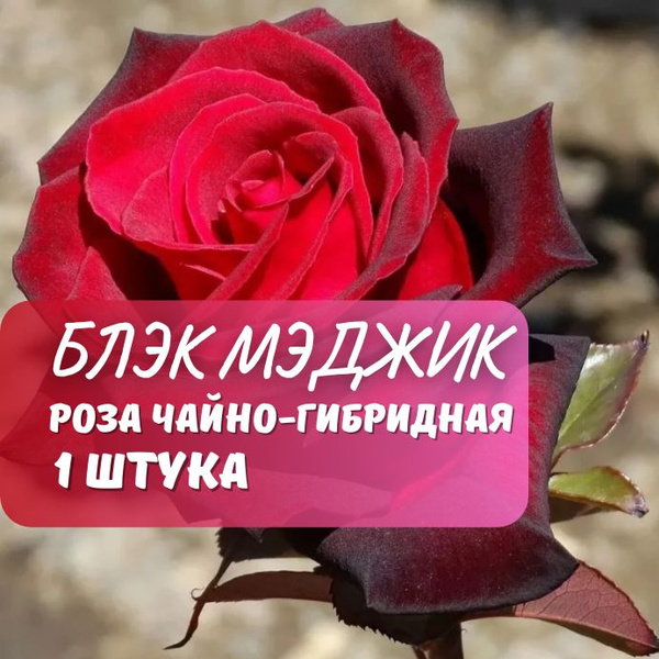 Роза чайно-гибридная Блэк Мэджик / саженец розы - купить с доставкой по ...