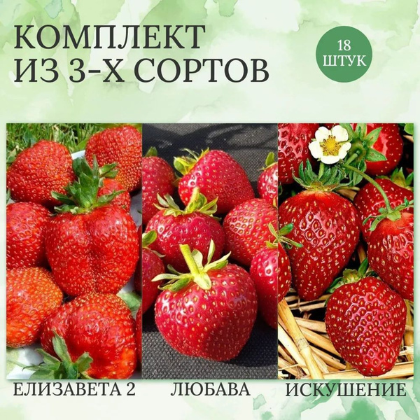 Набор саженцев клубники Елизавета 2/ Любава/ Искушение (18 штук ...