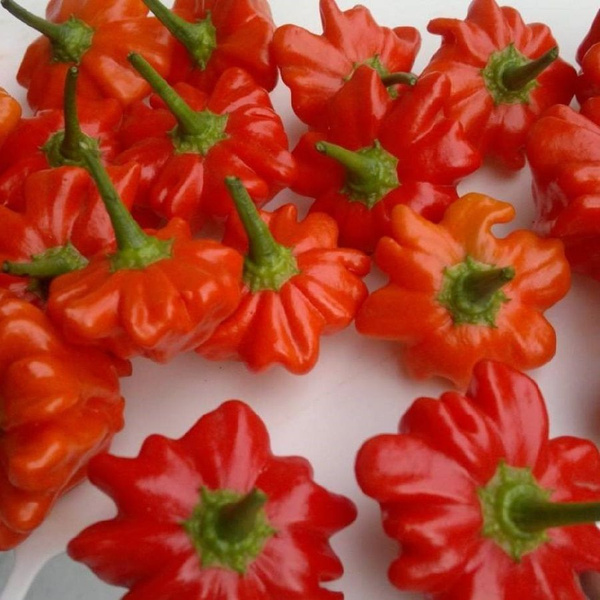 Перец острый Deodar SEEDS COMPANY Перец острый Бразильская морская ...