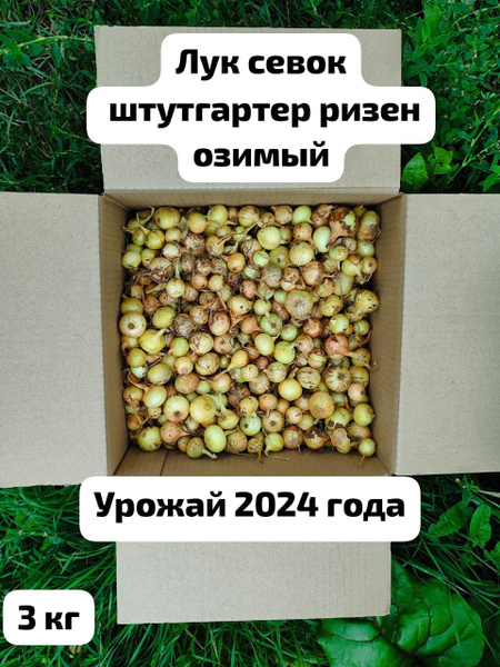 лук севок штутгартер - купить по выгодным ценам в интернет-магазине ...