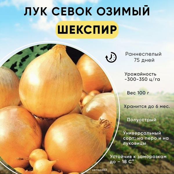 Луковицы Лук севок купить по выгодной цене в интернет-магазине OZON ...