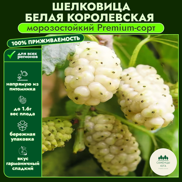 Шелковица Белая Королевская, премиум сорт купить на OZON по низкой цене ...