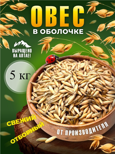 Овес для заваривания и проращивания,5 кг купить на OZON по низкой цене ...