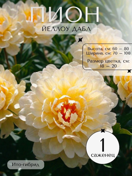 Корень пиона, ито-гибрид саженец 1 шт купить на OZON по низкой цене ...
