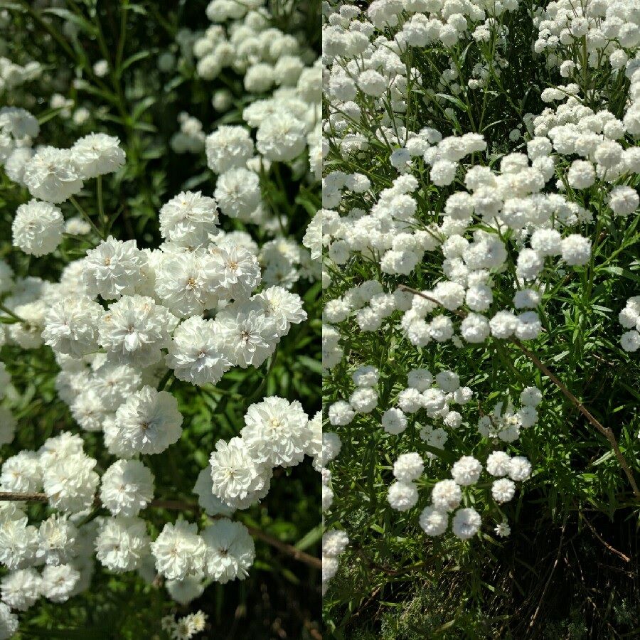 Плюмерия Прекрасная Невеста (большой пакет)