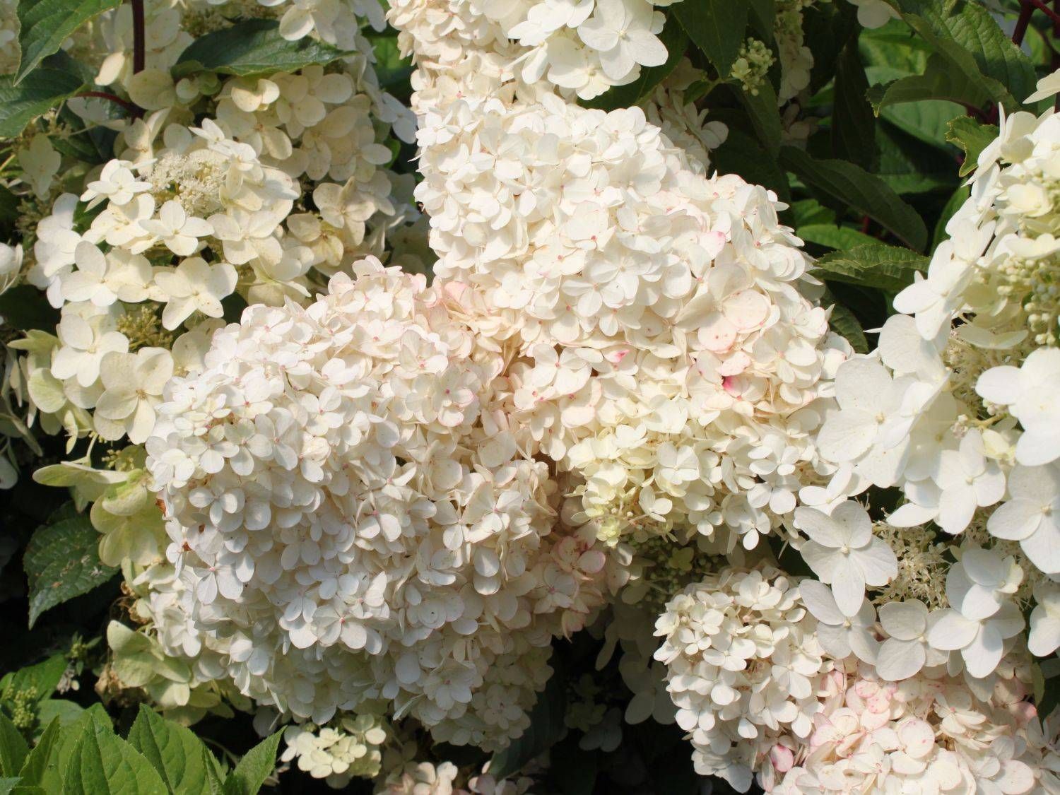 Гортензия hydrangea paniculata описание и фото