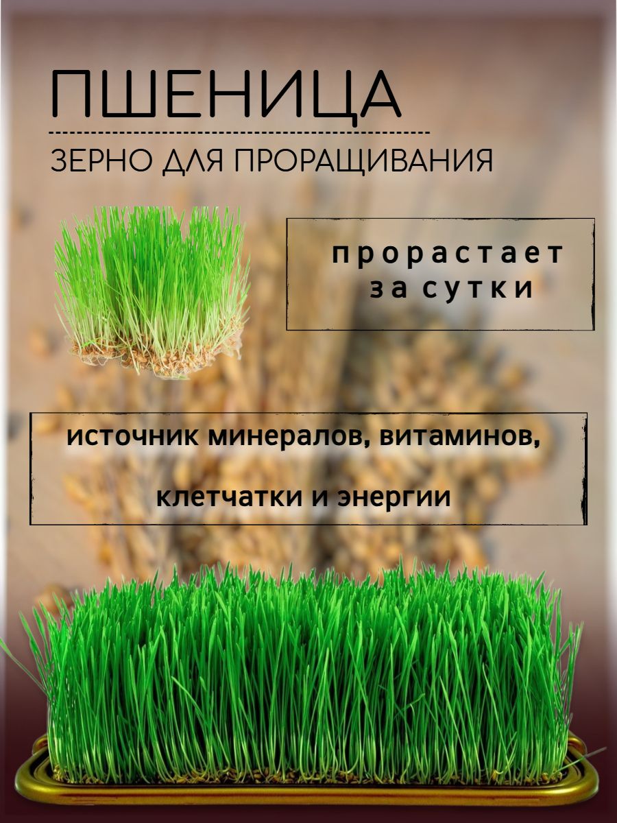 Пшеница для Самогона – купить в интернет-магазине OZON по низкой цене