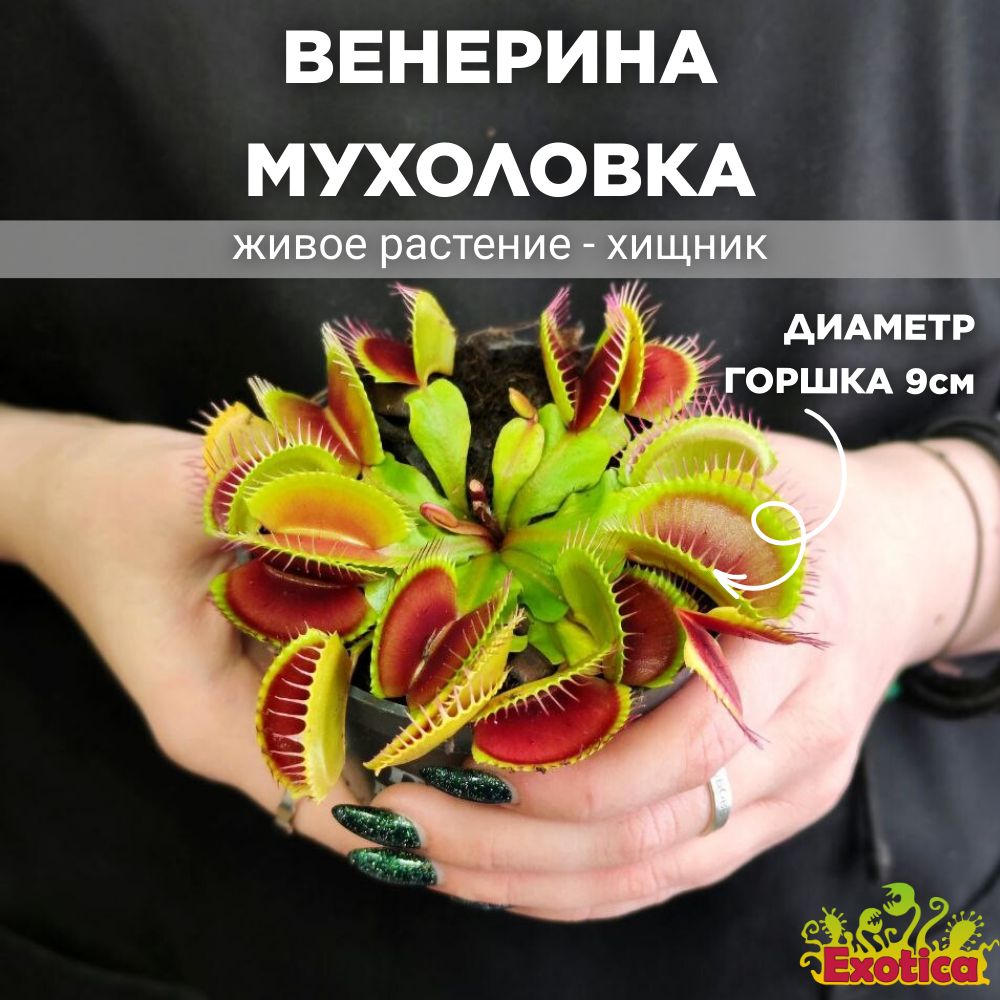 Дионея (Венерина Мухоловка) Exotica Dionaea Muscipula D9cm, 9 дм, 1 шт -  купить по выгодной цене в интернет-магазине OZON (254137954)