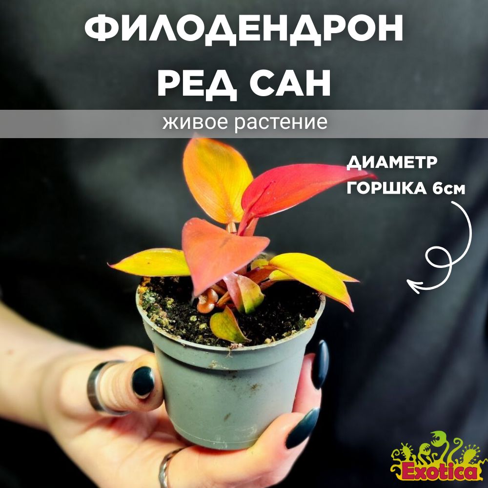 Филодендрон Ред Сан, или Красное Солнце (Philodendron Red Sun) D6см