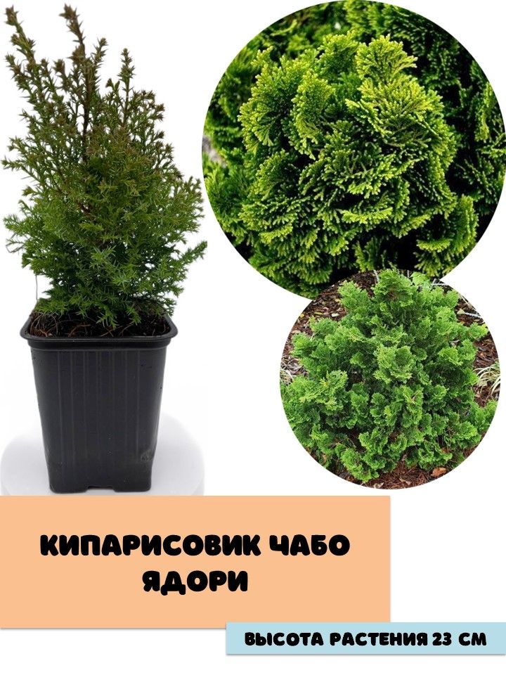 Саженцы – купить саженец в интернет-магазине OZON по низкой цене