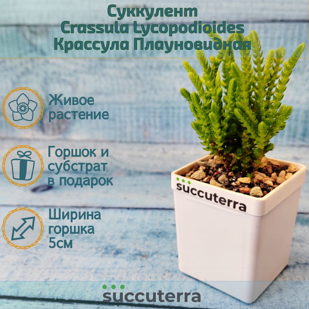 Суккулент Crassula Lycopodioides (Крассула Плауновидная) Диаметр горшка 5.5 см. Субстрат Succuterra Classic и фирменный горшочек в комплекте.