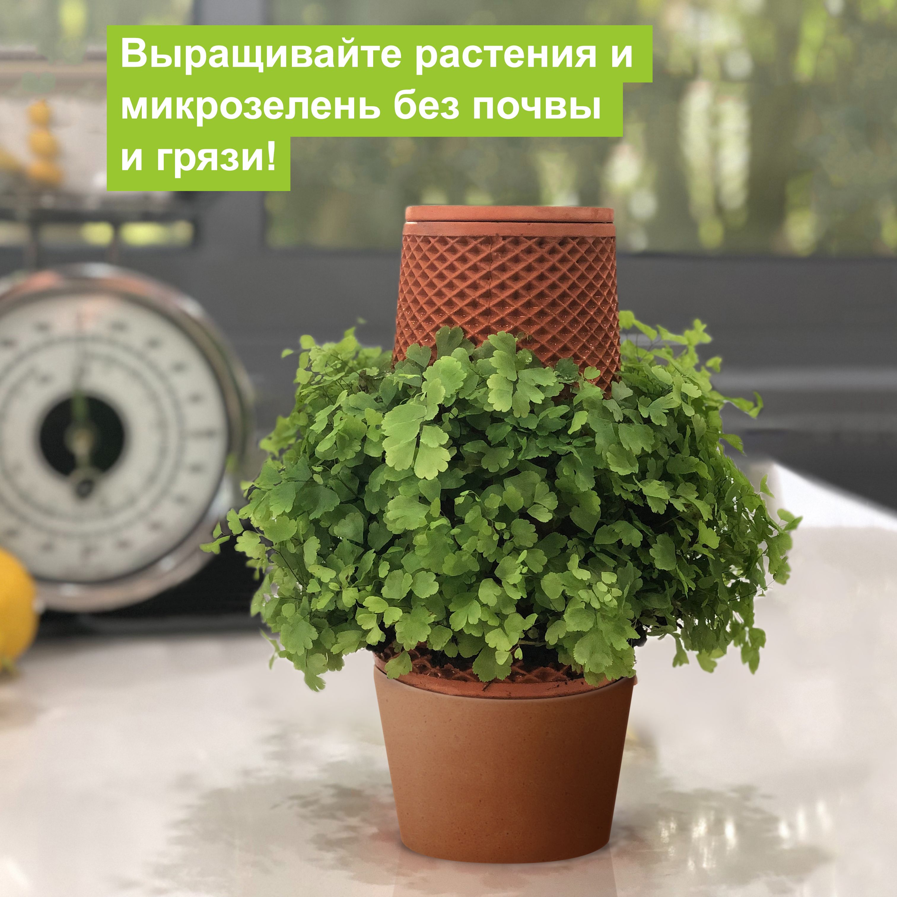 MagicPlanter - Ваза для выращивания растений без почвы и грязи - купить с  доставкой по выгодным ценам в интернет-магазине OZON (495563933)