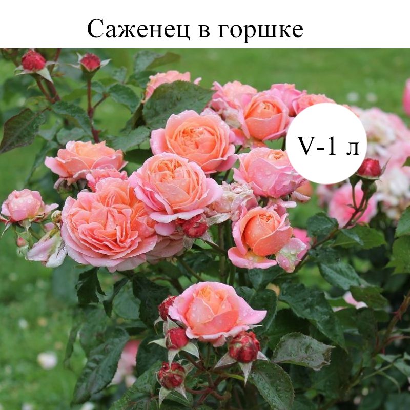 Роза мэри энн фото и описание