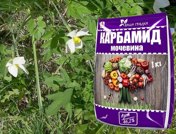 Мочевина огурцам. Подкормка огурцов в теплице. Как продлить плодоношение кабачков. Карбамид для огурцов в открытом. Мочевина огурцам.