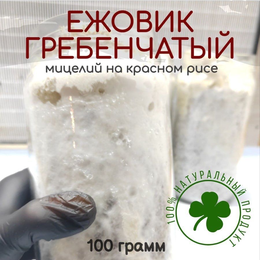 Мицелийежовикагребенчатого100г,накрасномрисе,молотый