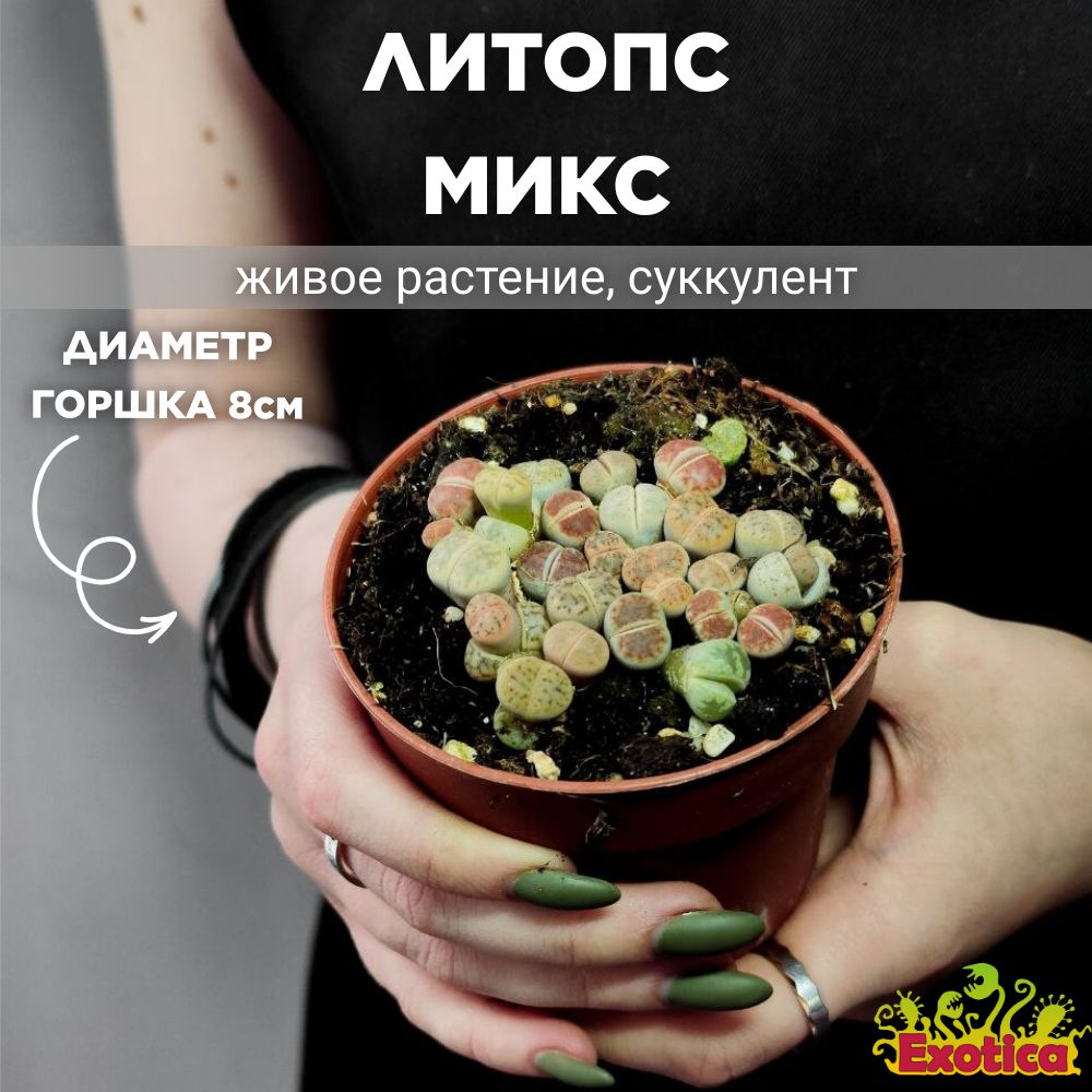 Литопсы Микс (Lithops Mix) D8см, ЖИВЫЕ КАМНИ