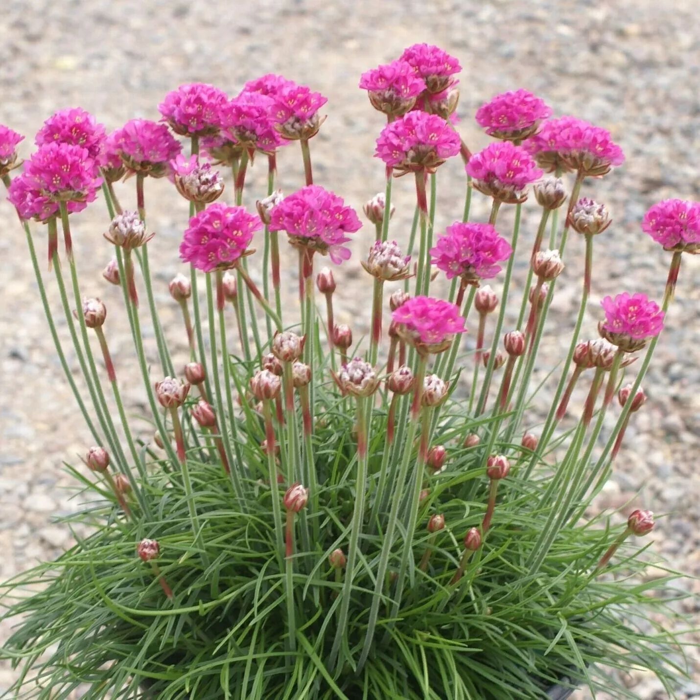 Армерия приморская "Сияющий идеал" (Armeria maritima "Splendens Perfecta") Спленденс Перфекта саженец