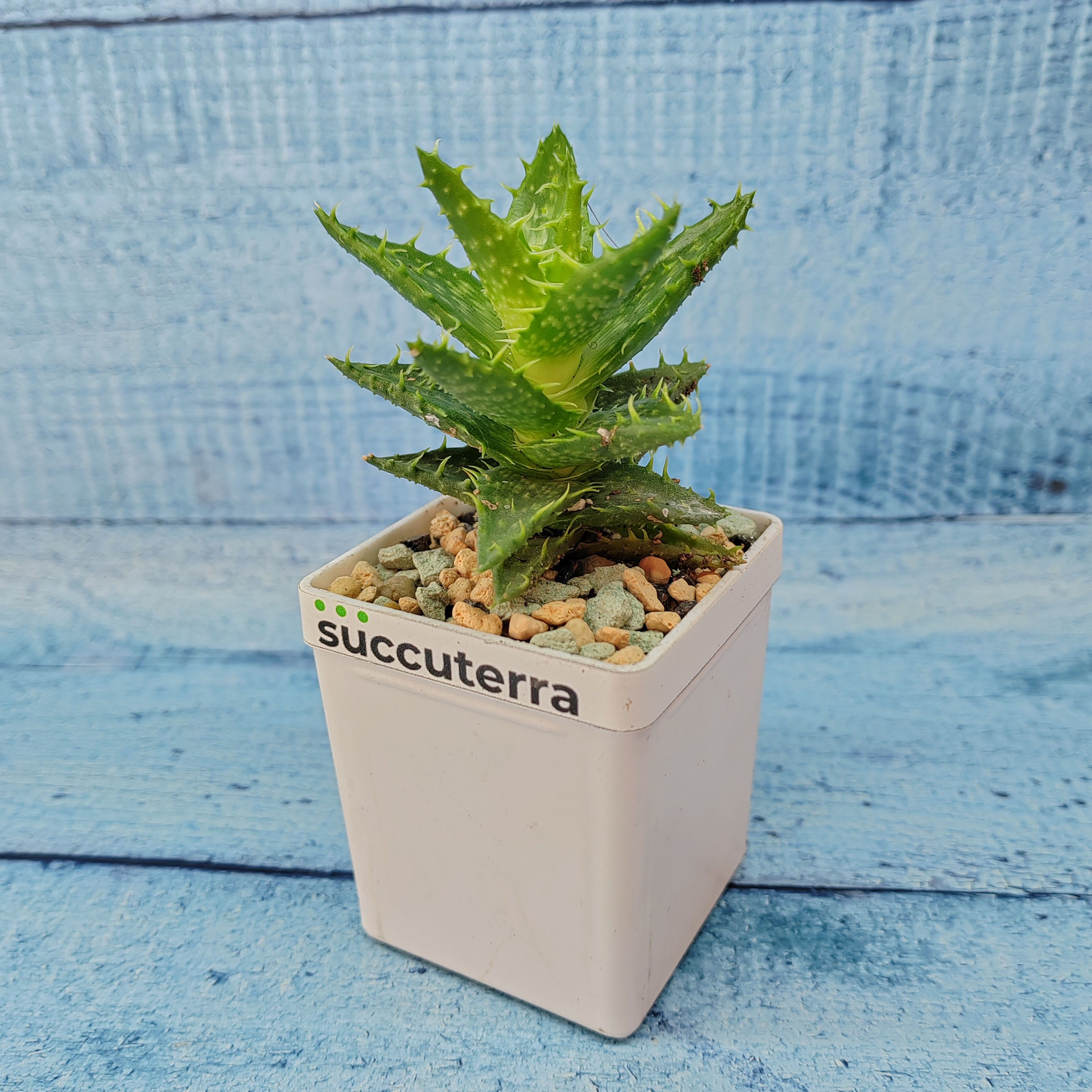 Суккулент Aloe Juvenna (Алоэ). Диаметр горшка 5 см. Субстрат Succuterra Classic и фирменный горшочек в комплекте.