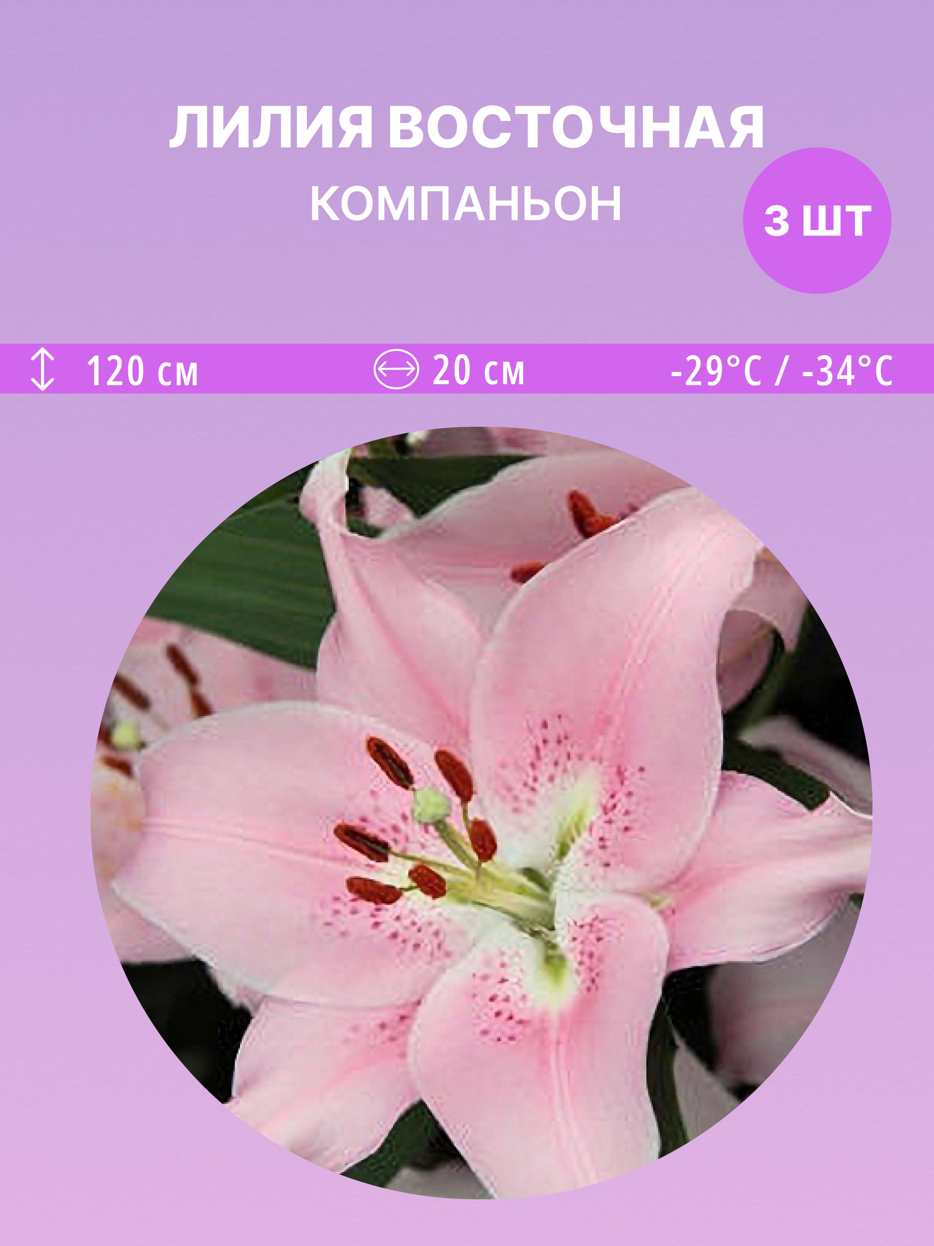 ЛилиявосточнаяКомпаньон,многолетниецветыдлясадаидачи3луковицы