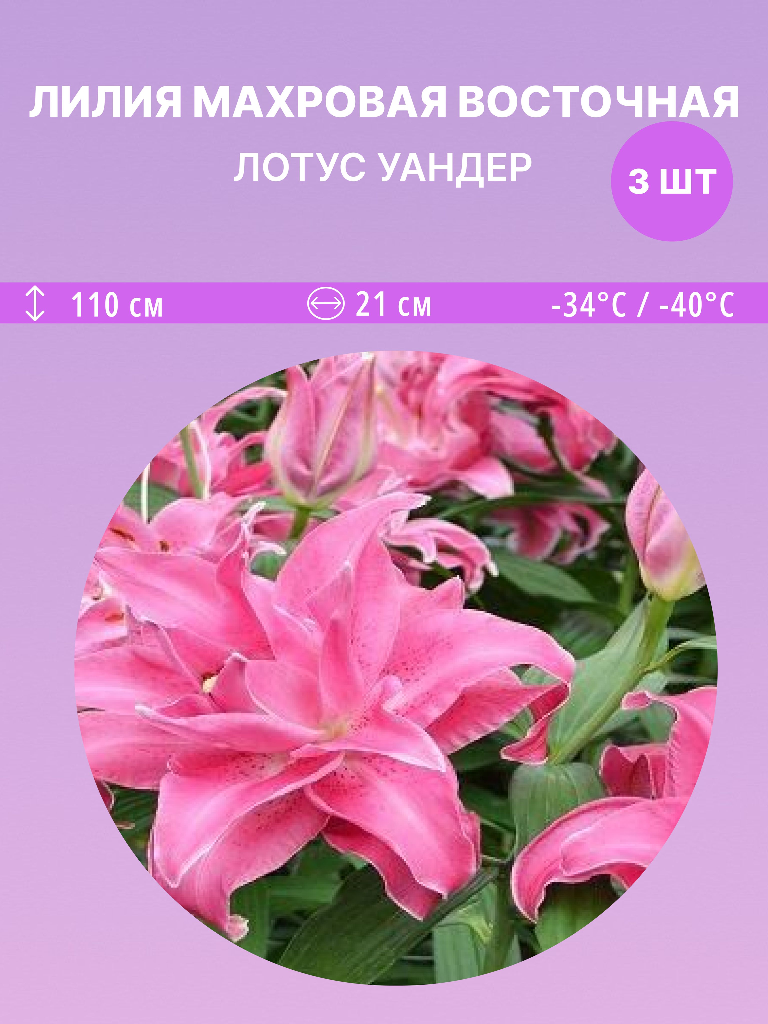 ЛилиявосточнаяЛотусУандер,многолетниецветыдлясадаидачи3луковицы