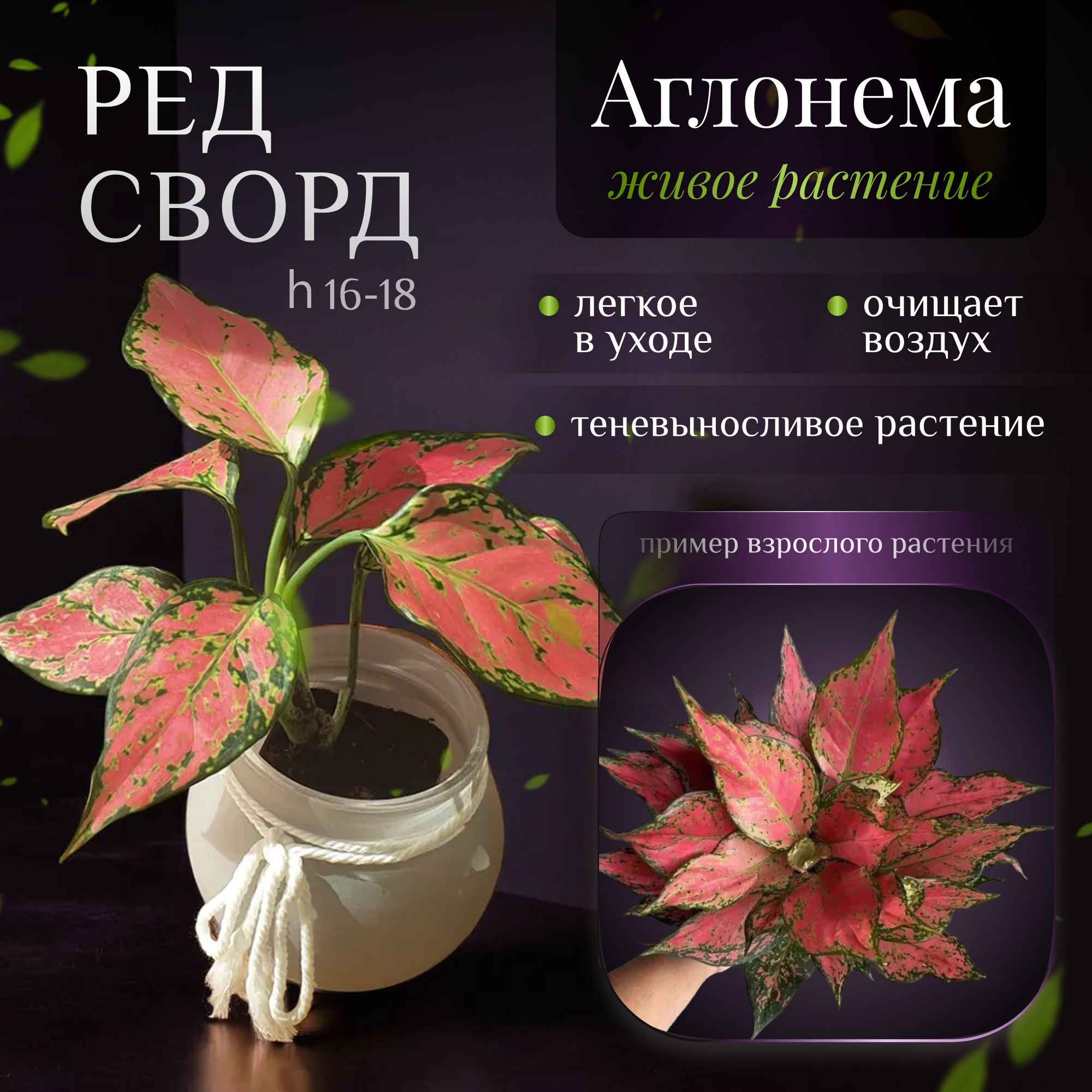 Аглаонема Ред Сворд (Aglaonema Red Sword) d5 h 16-18