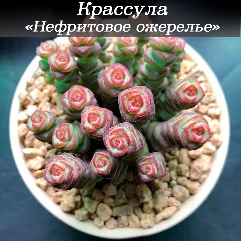 Крассула "Нефритовое ожерелье" Марниериана (Crassula Marnieriana) комнатное растение