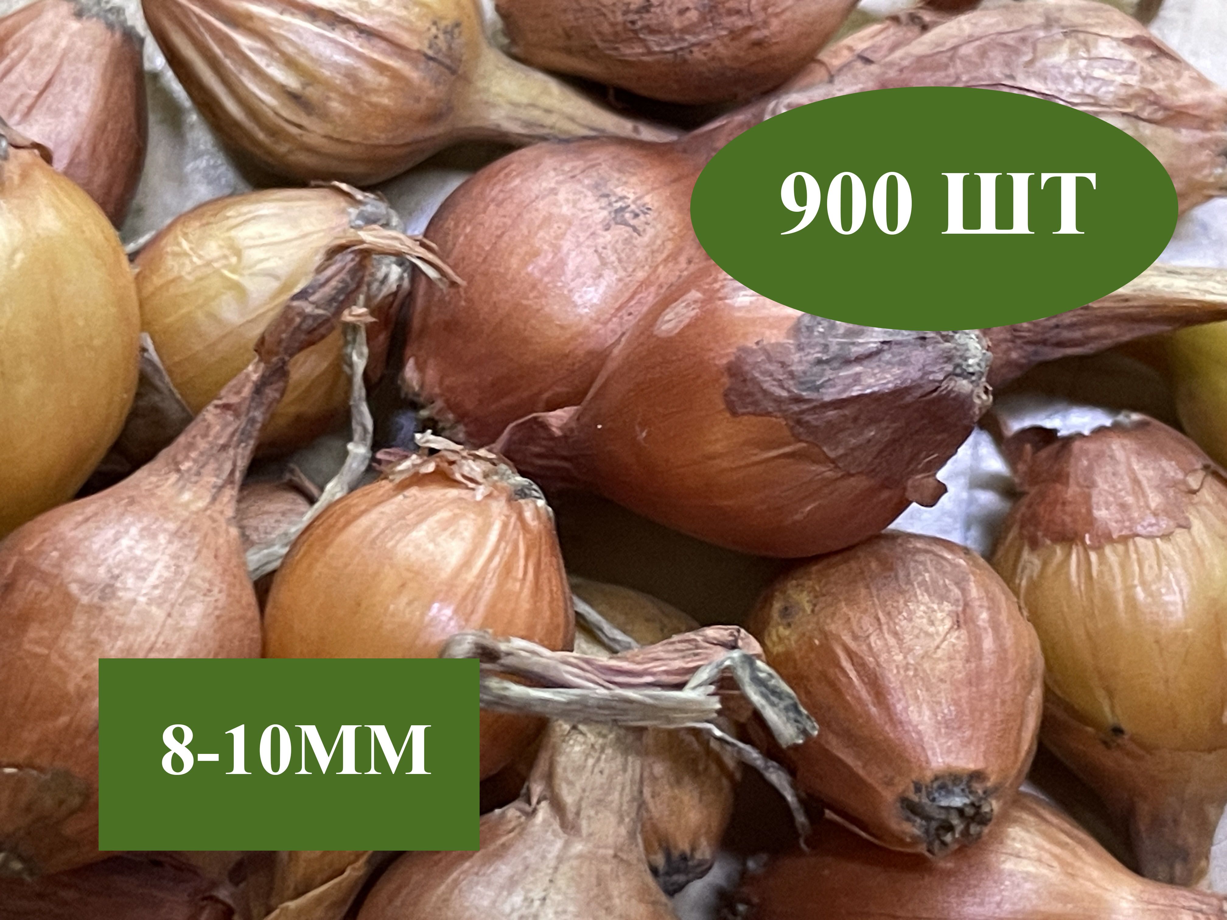 Лук-севокШтуттгартенРизен900грМЕЛКИЙ!,до10мм(перебран,очищен)