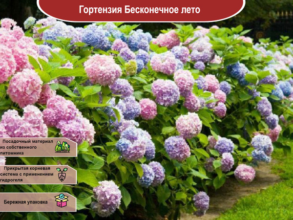 Гортензия Бесконечное лето - купить с доставкой по выгодным ценам в ...